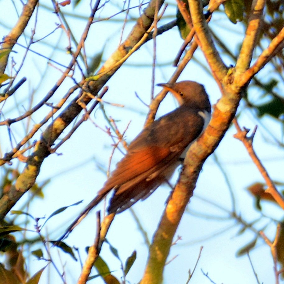 Yellow-billed Cuckoo - ML610511530