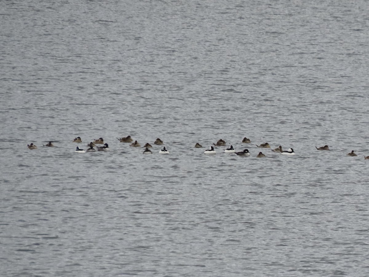 Bufflehead - ML610511531