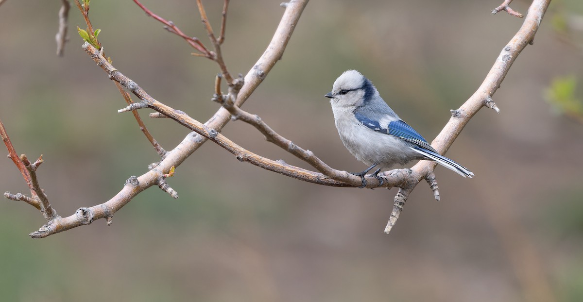 Azure Tit - Friedemann Arndt