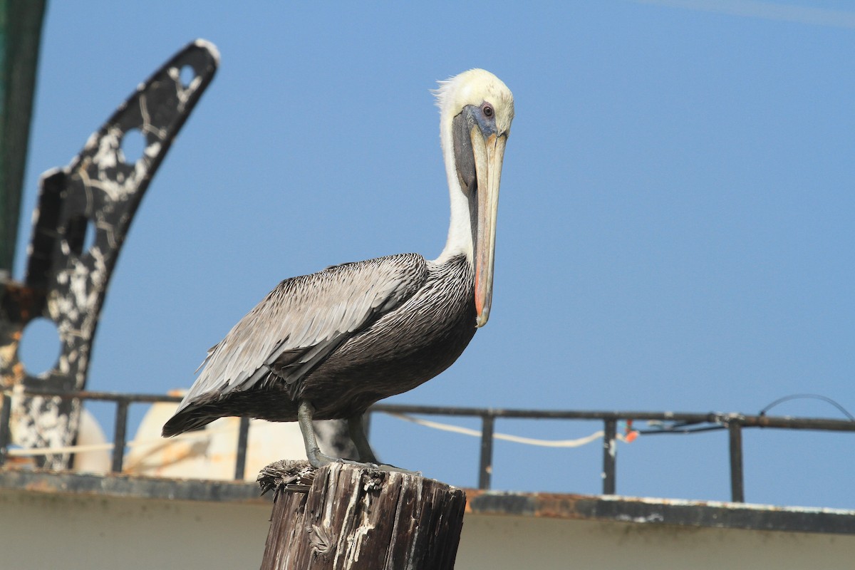 Brown Pelican - ML610511641