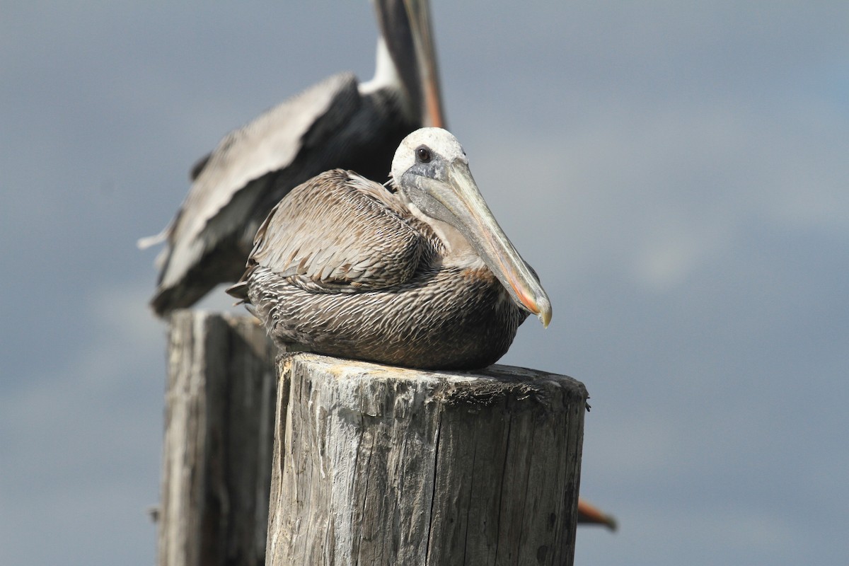 pelikán hnědý - ML610511654