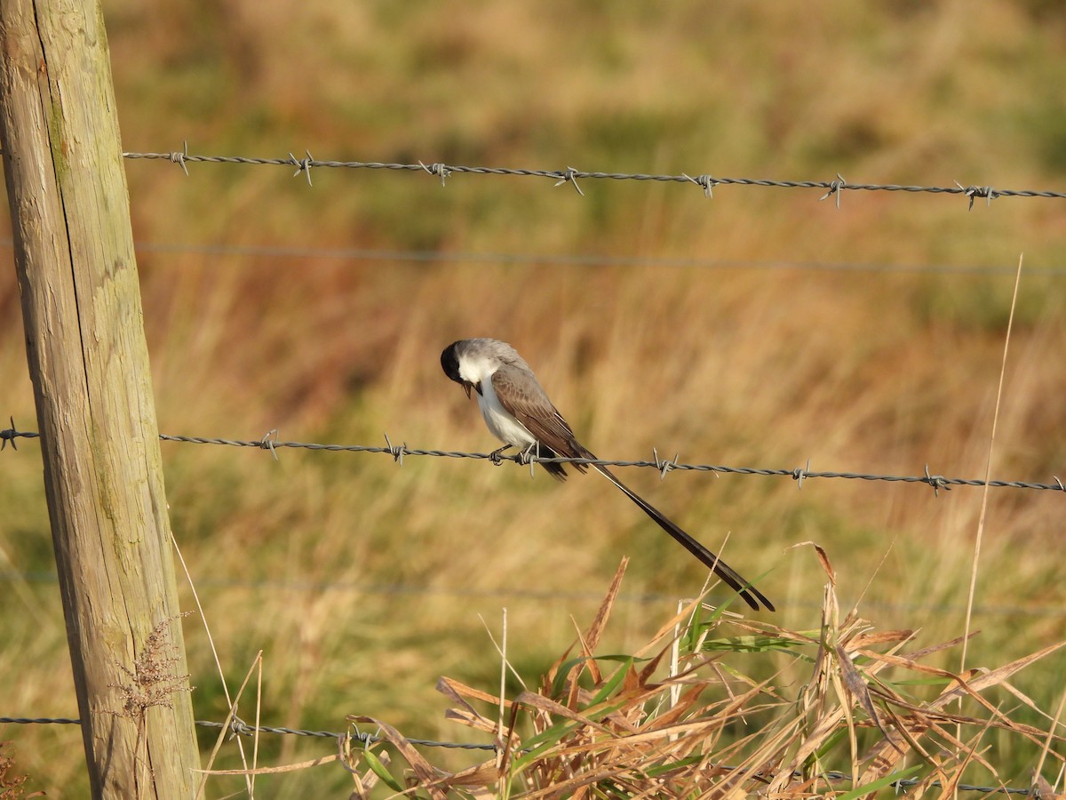 Fork-tailed Flycatcher - Megan Boucher