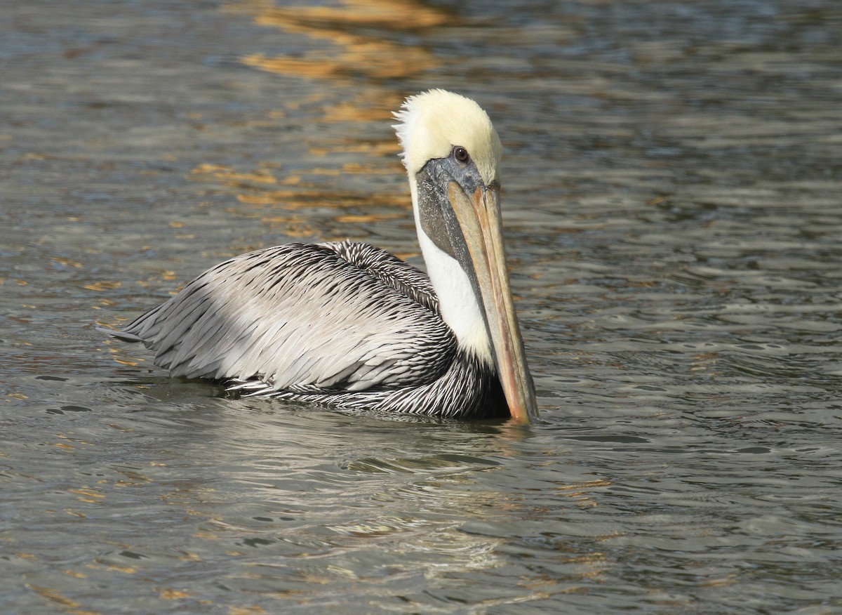 Brown Pelican - ML610511765