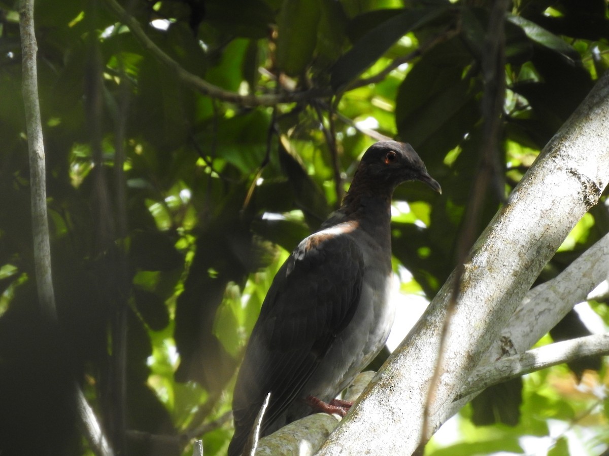 Scaly-naped Pigeon - ML610511817