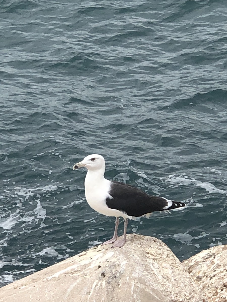 Great Black-backed Gull - ML610511833