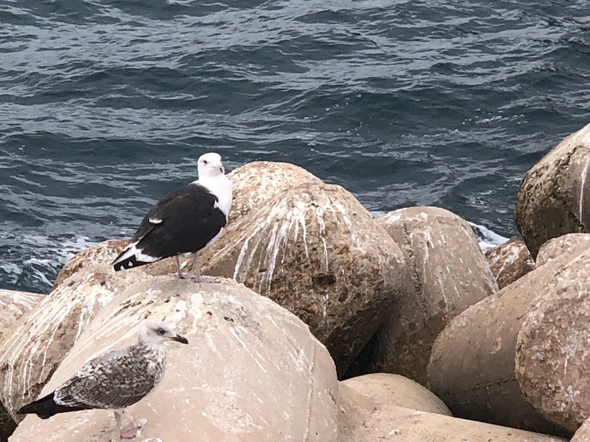 Great Black-backed Gull - ML610511837