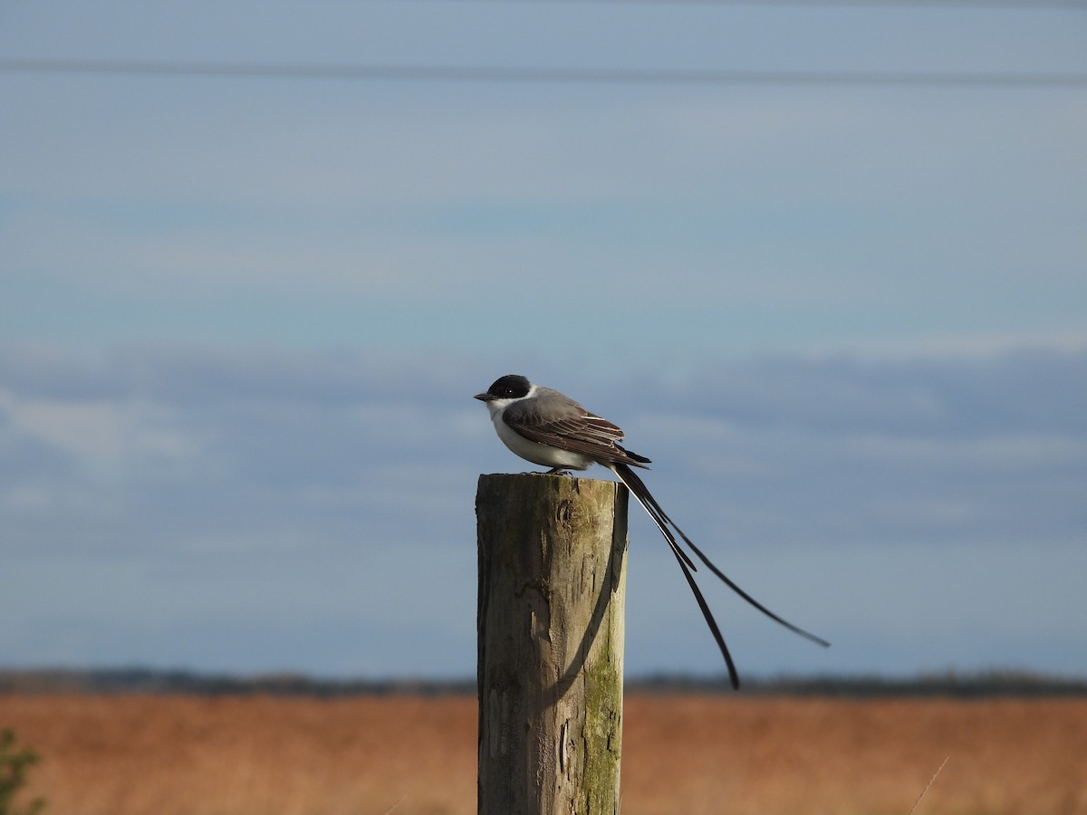 Fork-tailed Flycatcher - Megan Boucher