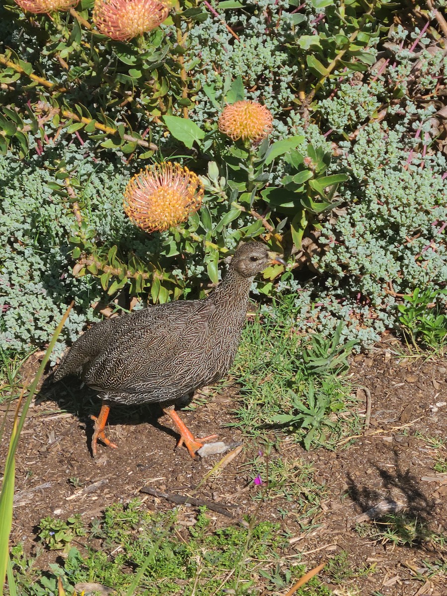 Cape Spurfowl - ML610511876