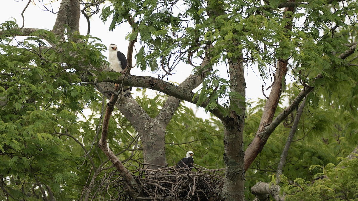 Black-and-white Hawk-Eagle - ML610511924