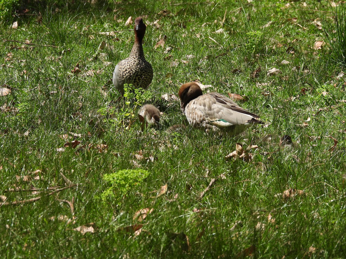 Maned Duck - ML610511927