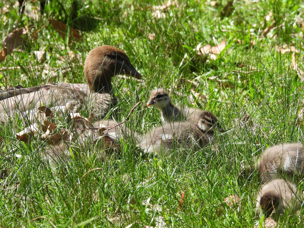 Maned Duck - ML610511928