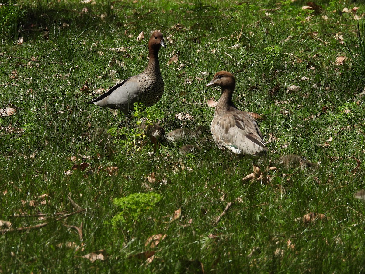 Maned Duck - Chandrika Khirani