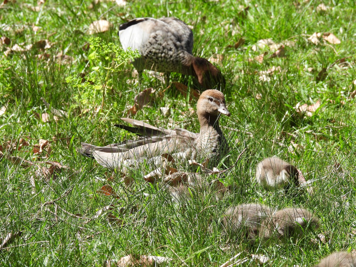 Maned Duck - ML610511934