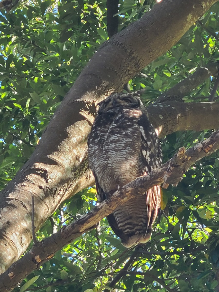 Spotted Eagle-Owl - ML610511951