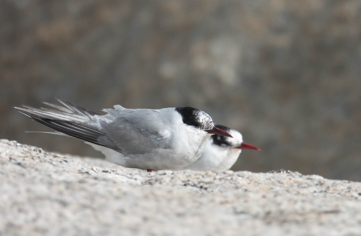 Antarctic Tern - ML610511995