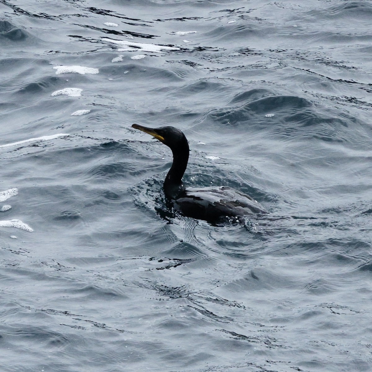 Cormoran huppé - ML610512001