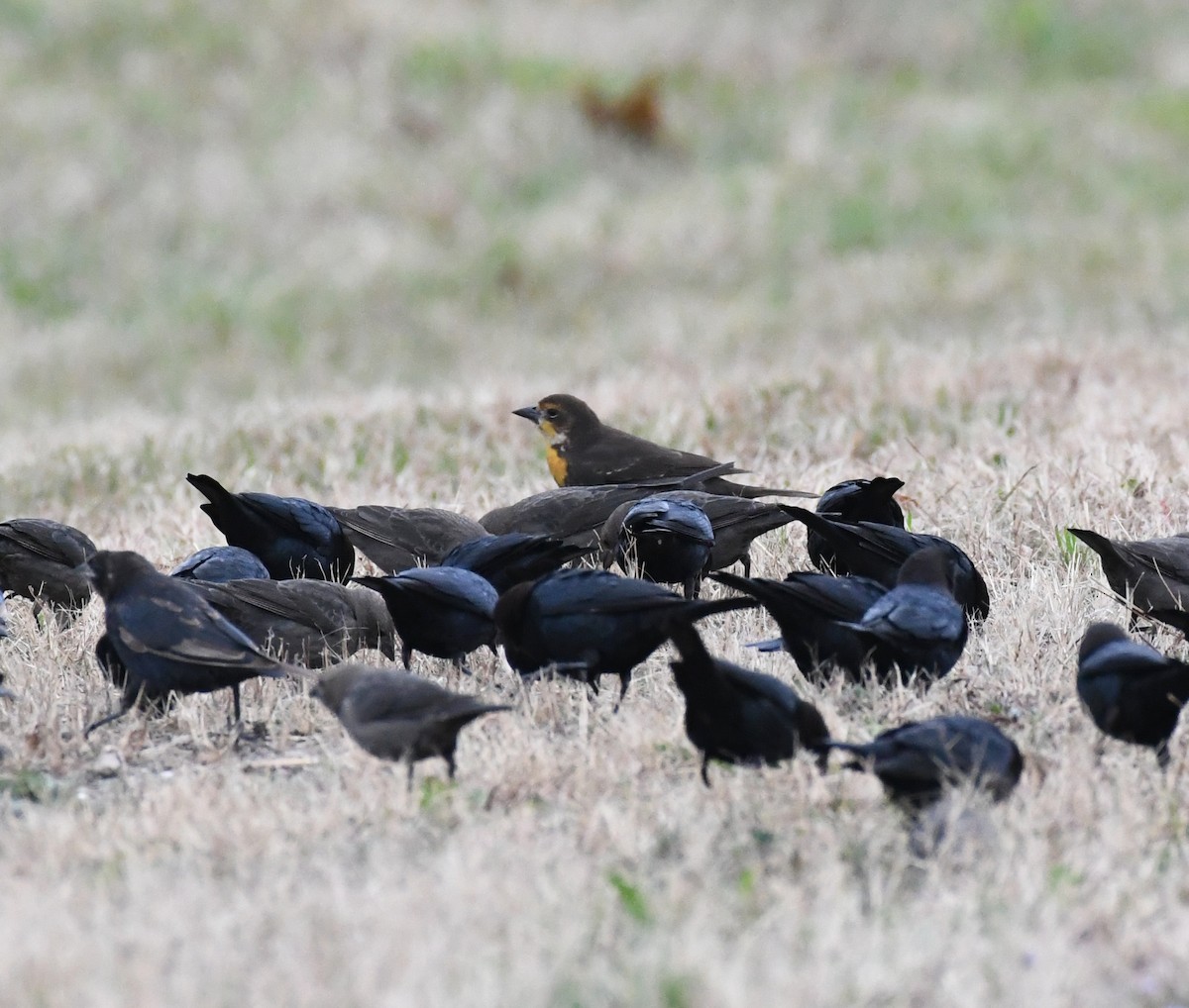 Yellow-headed Blackbird - Timothy Spahr