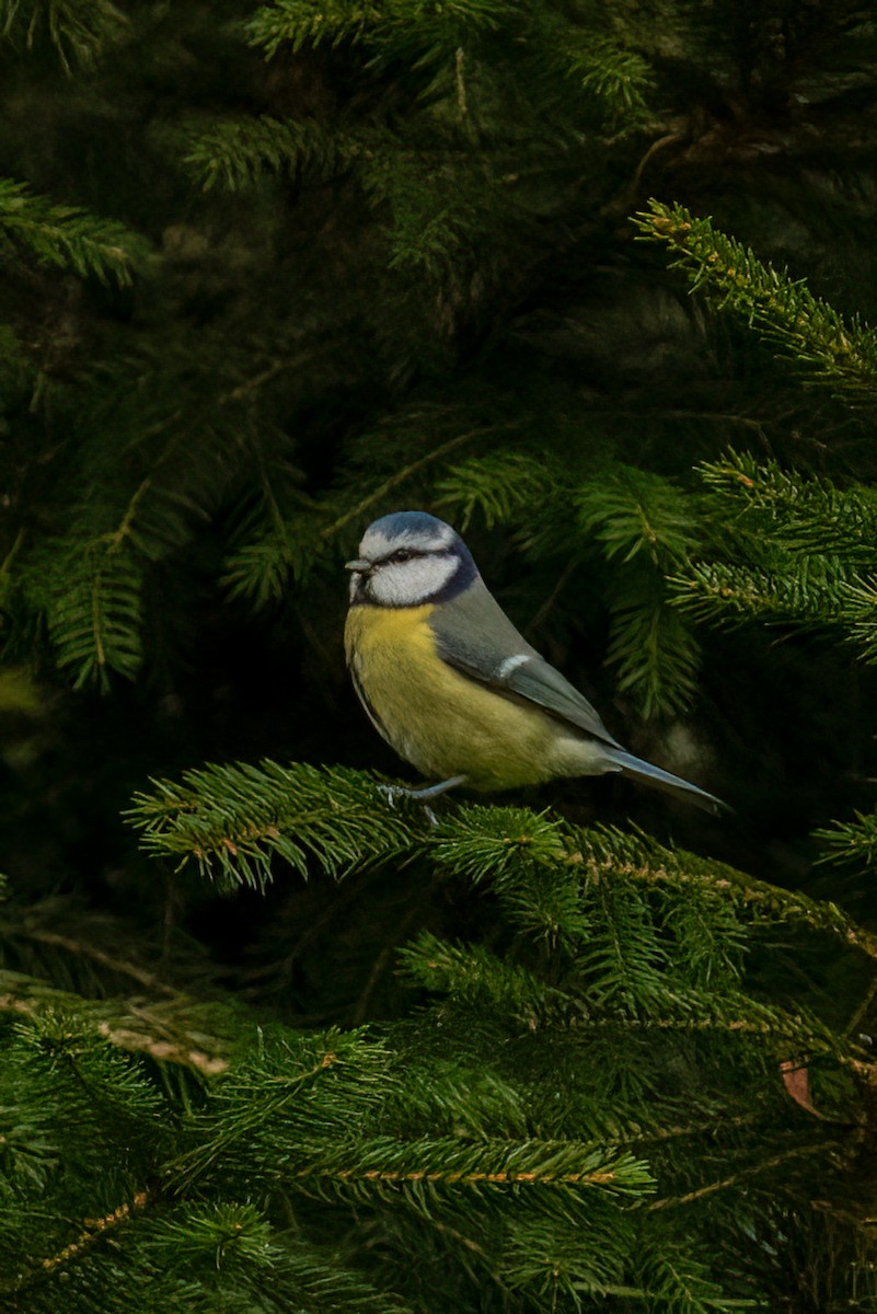 Eurasian Blue Tit - ML610512098