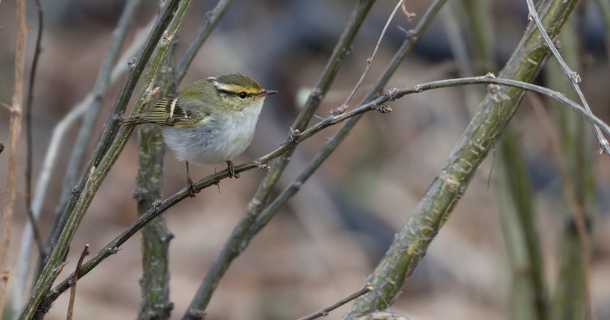 Pallas's Leaf Warbler - Friedemann Arndt