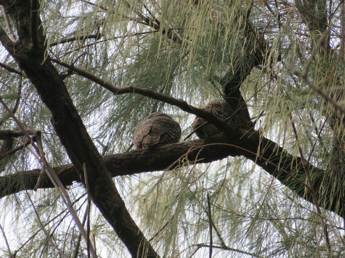 Spotted Owlet - ML610512156
