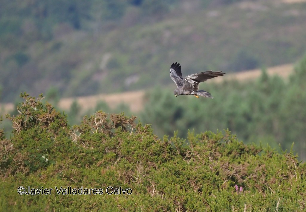 Montagu's Harrier - ML610512168