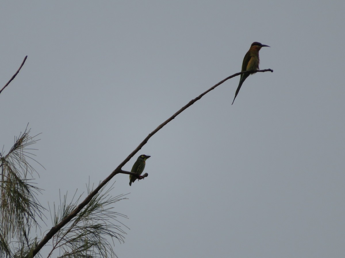 Blue-tailed Bee-eater - ML610512213