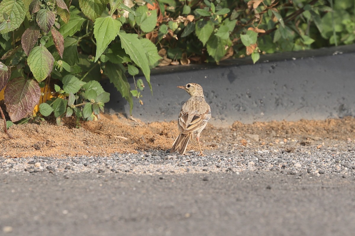 Tawny Pipit - Rahul  Singh