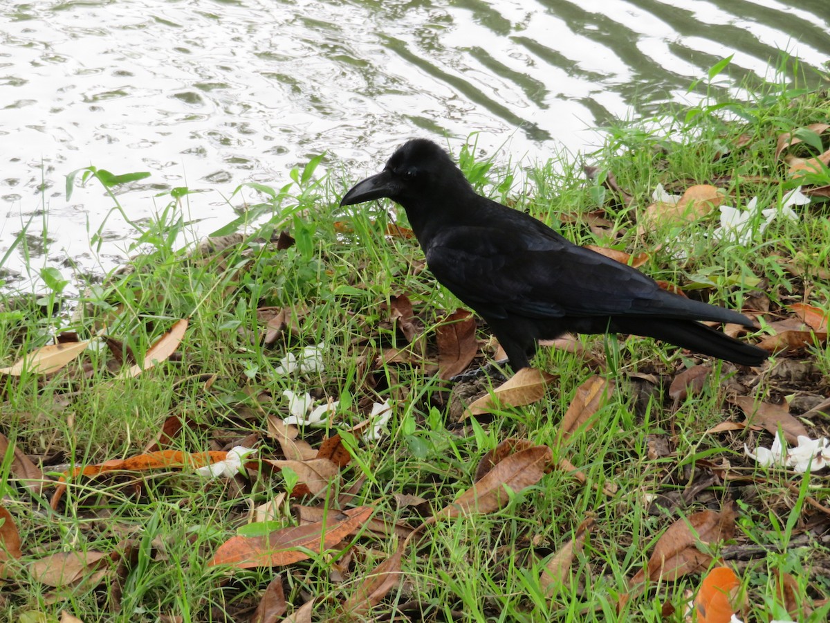 Large-billed Crow - ML610512314