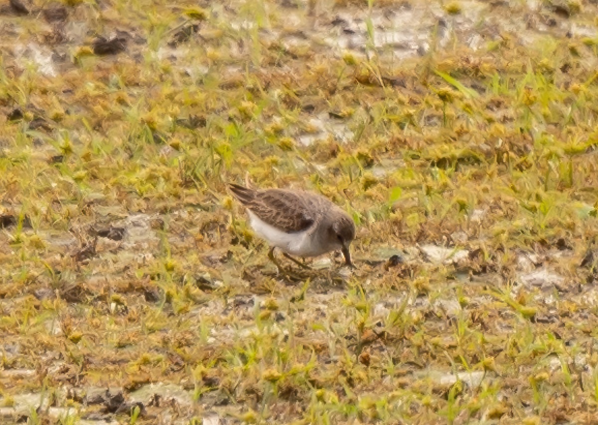 Least Sandpiper - ML610512335