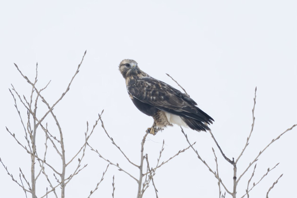 Rough-legged Hawk - ML610512385