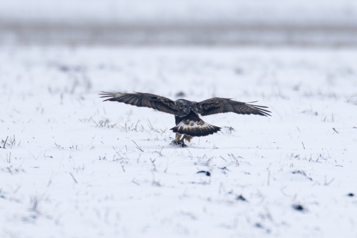 Rough-legged Hawk - ML610512386