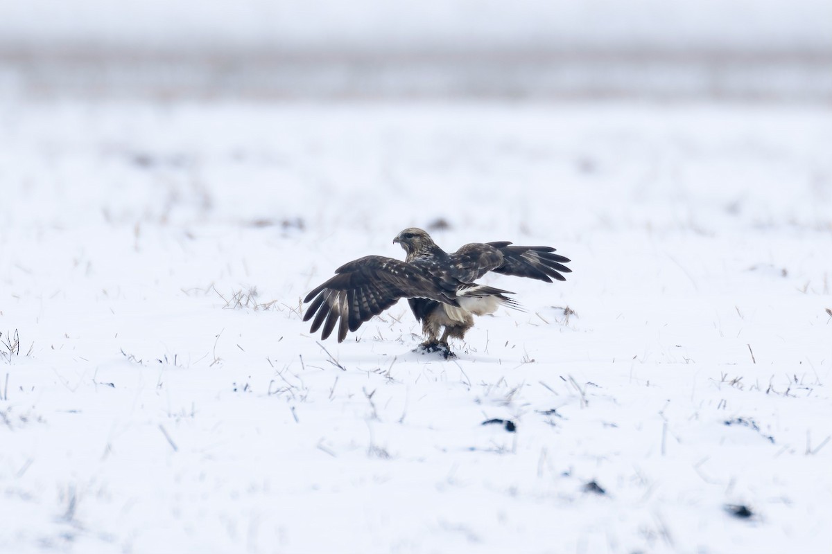 Rough-legged Hawk - ML610512387