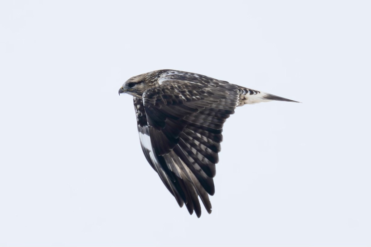 Rough-legged Hawk - ML610512388