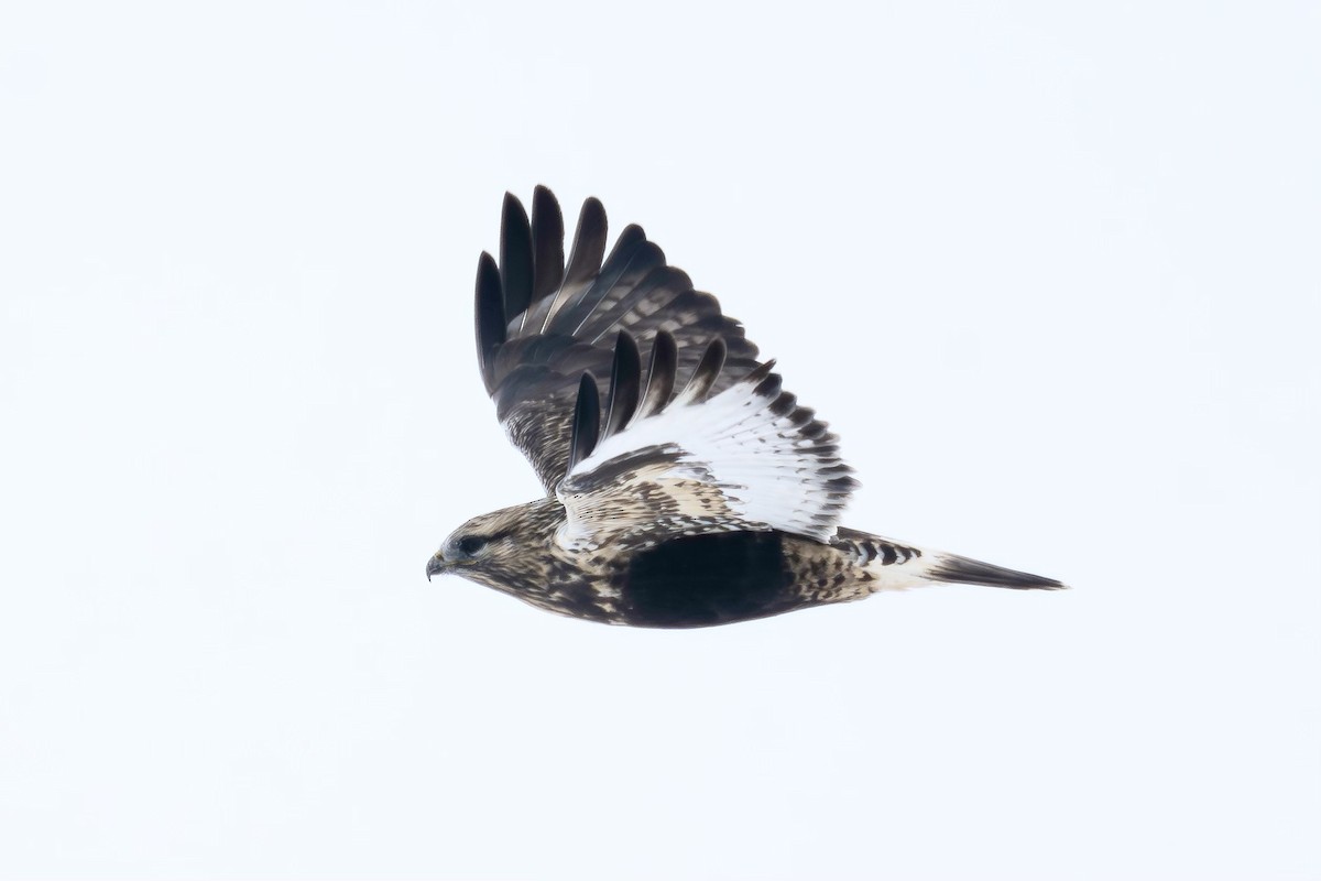 Rough-legged Hawk - ML610512390