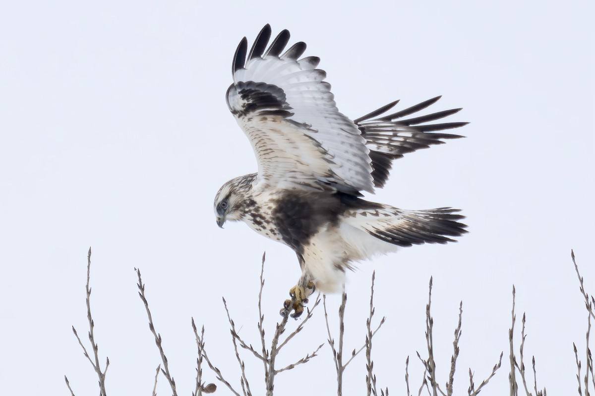 Rough-legged Hawk - ML610512391