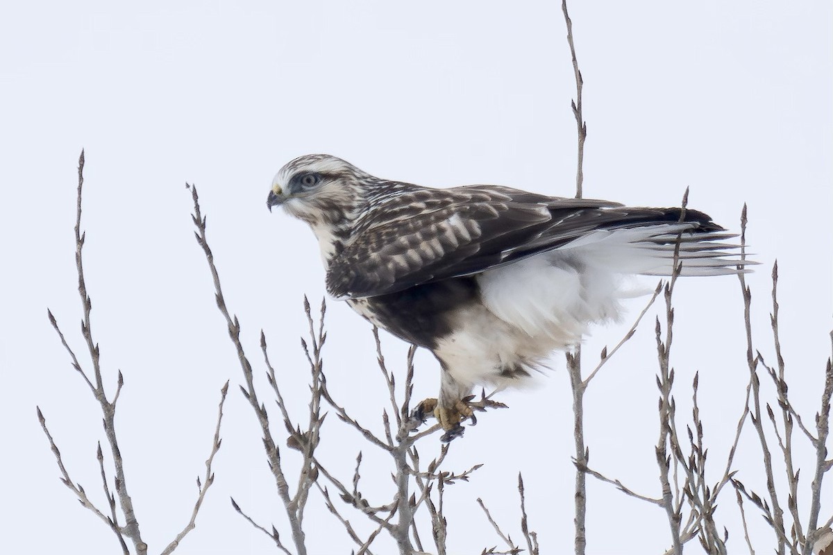 Raufußbussard - ML610512392