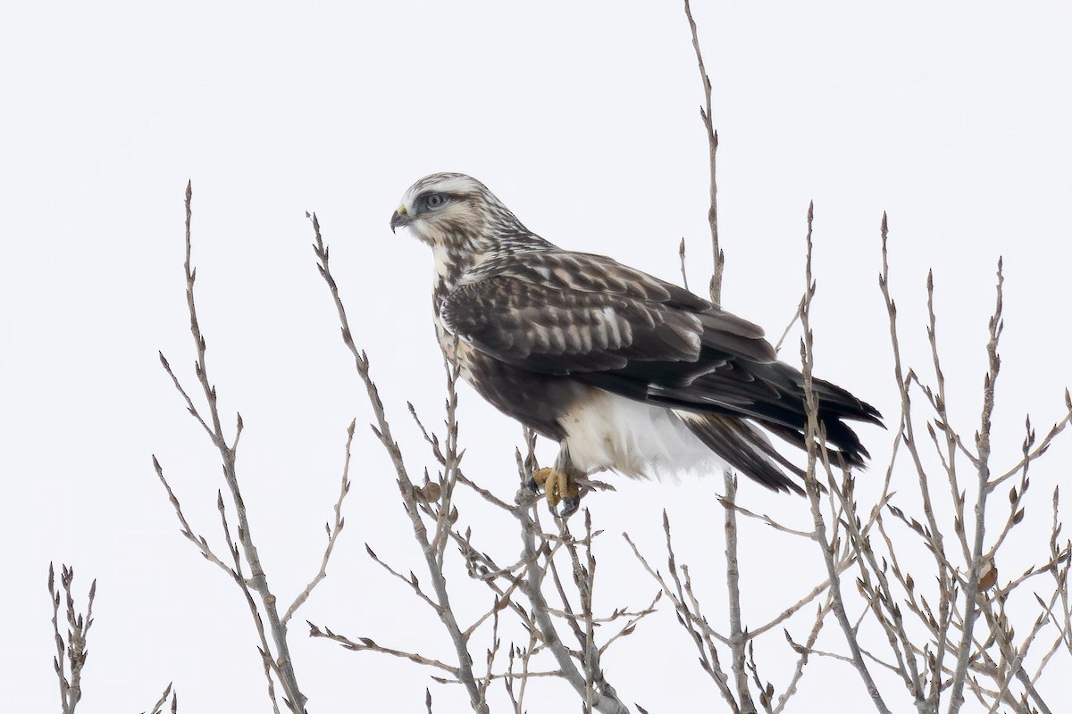 Raufußbussard - ML610512393