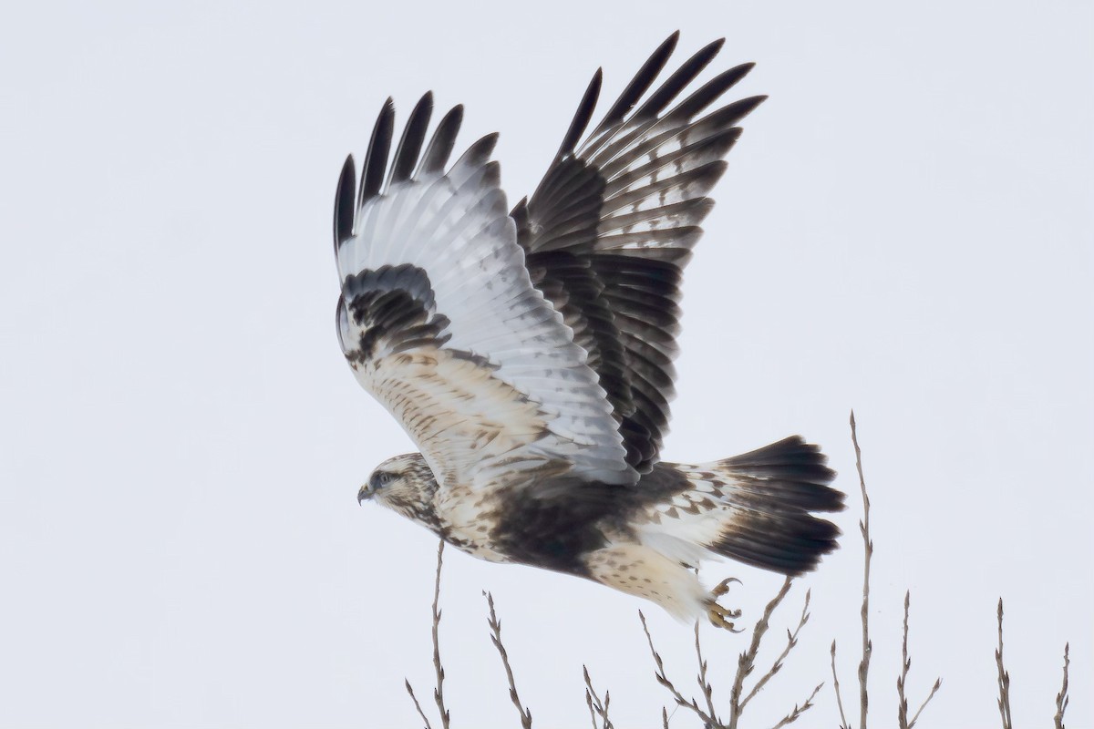 Rough-legged Hawk - ML610512394