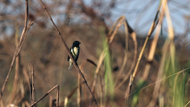 Yellow-bellied Seedeater - ML610512395