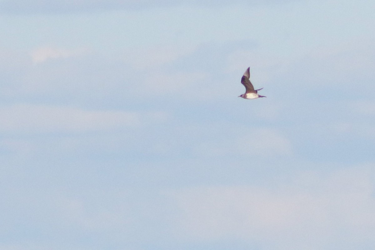 Parasitic Jaeger - Clint Robinson