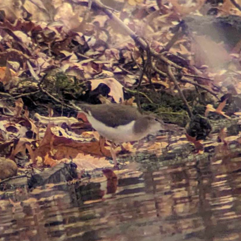 Spotted Sandpiper - ML610512437