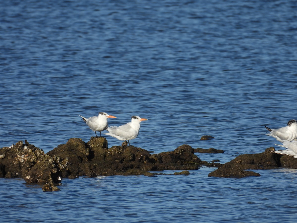 Royal Tern - ML610512502