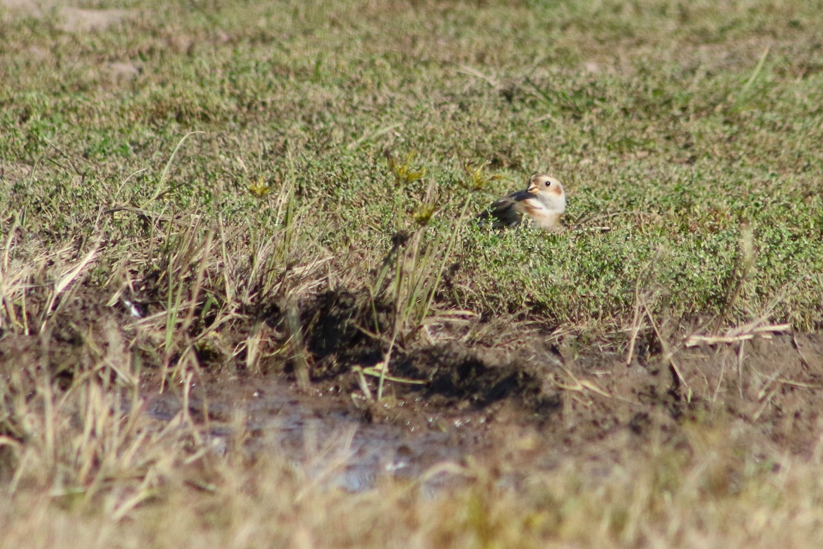 Snow Bunting - ML610512509