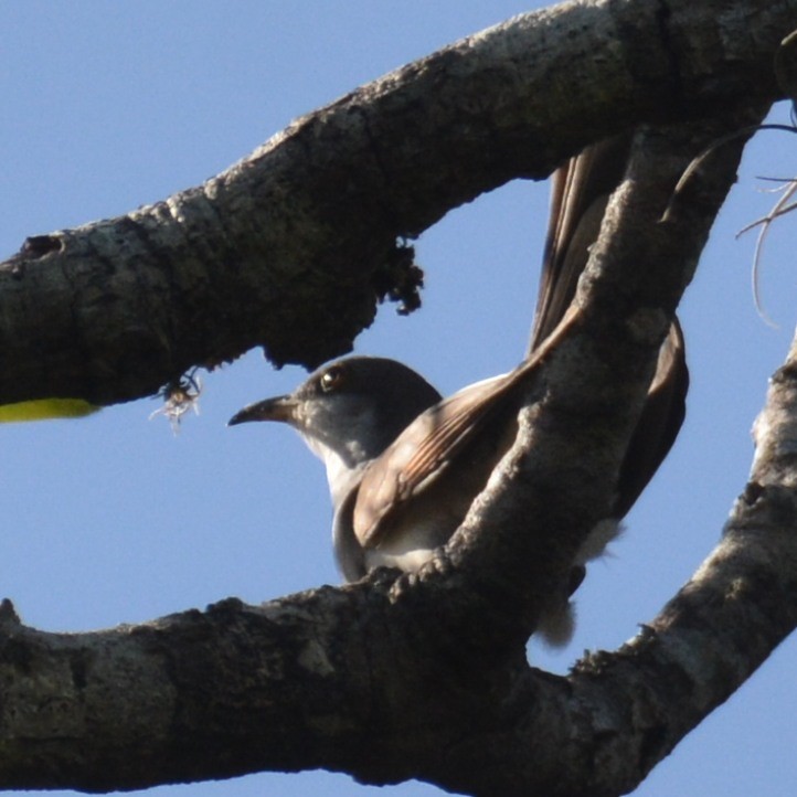 Yellow-billed Cuckoo - ML610512562