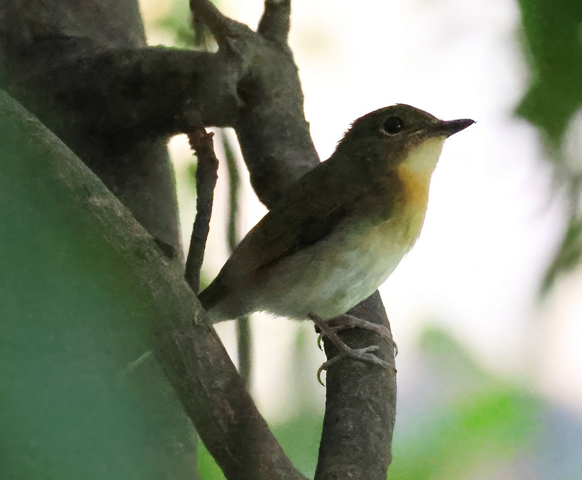 Large Blue Flycatcher - ML610512565