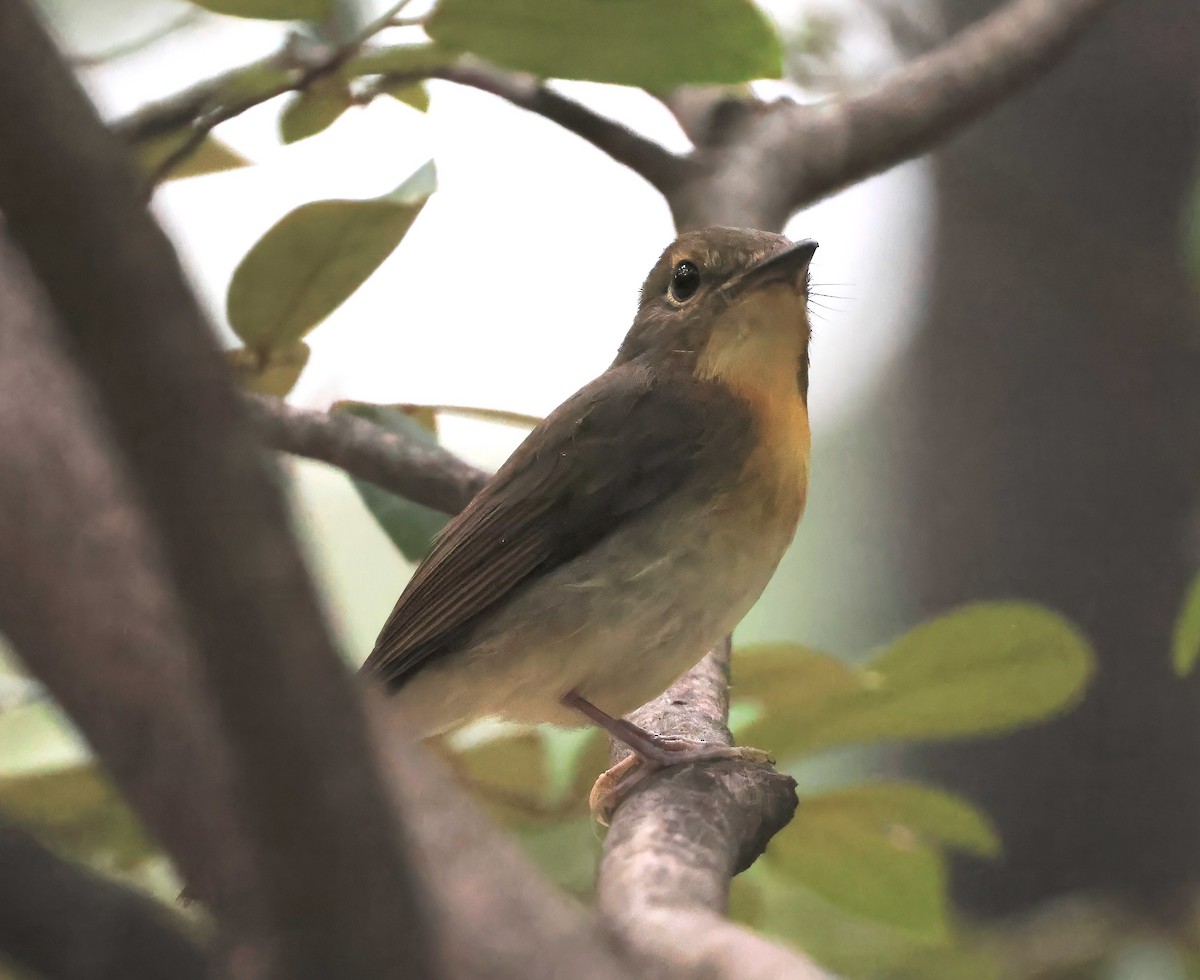 Large Blue Flycatcher - ML610512566