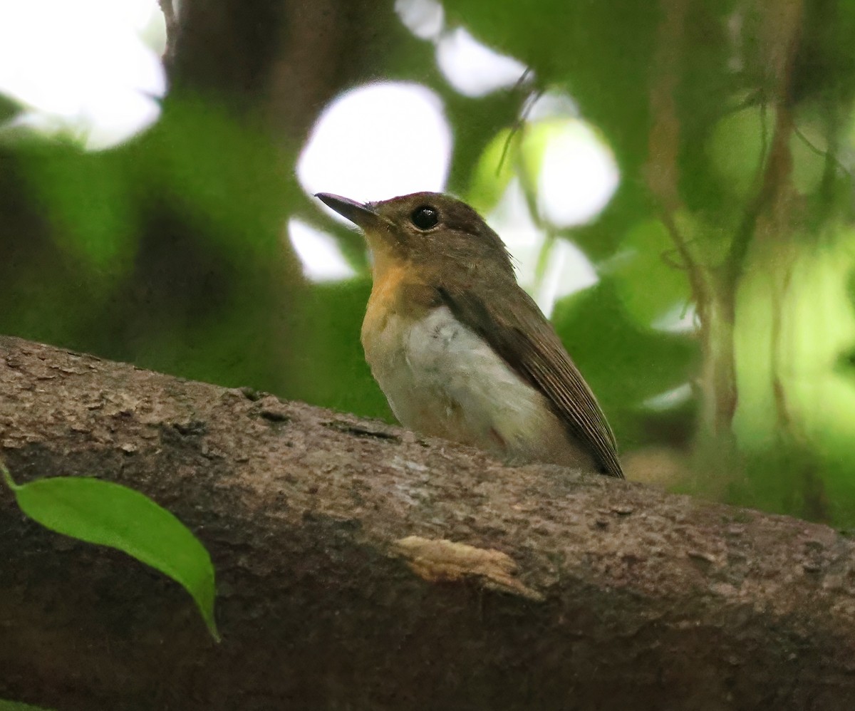 Large Blue Flycatcher - ML610512568