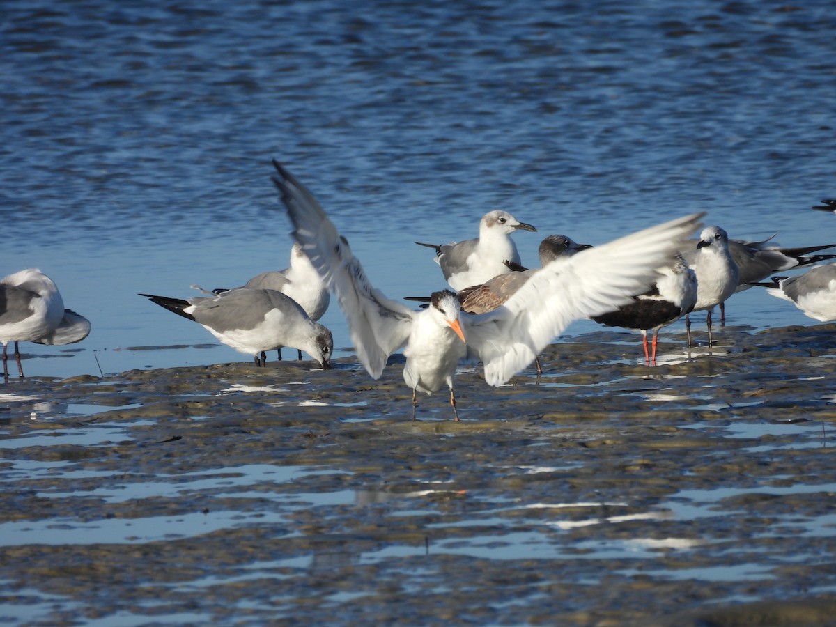 Royal Tern - ML610512590