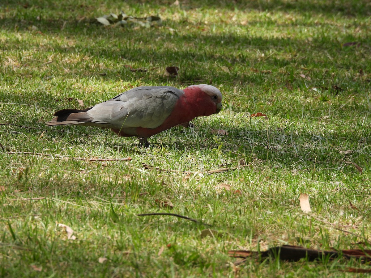 Galah - ML610512628