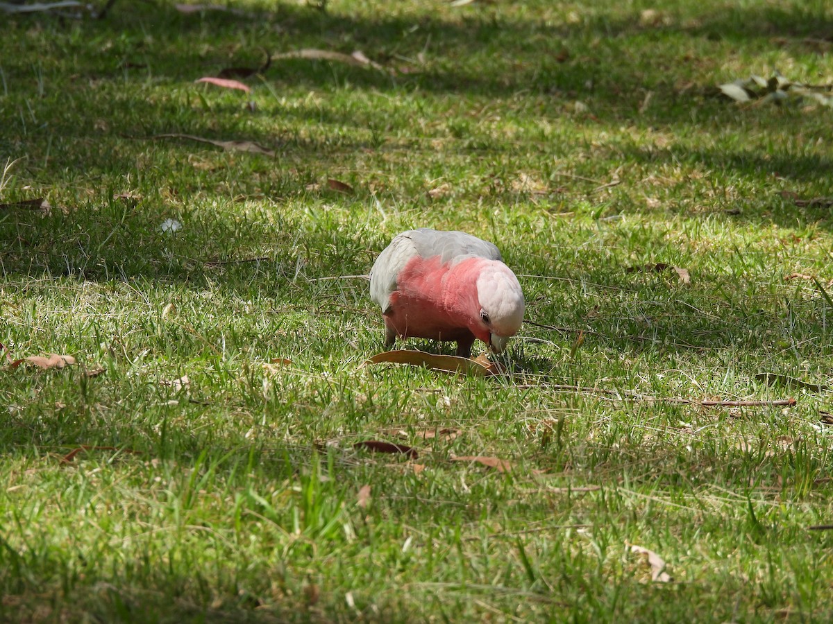 Galah - ML610512636